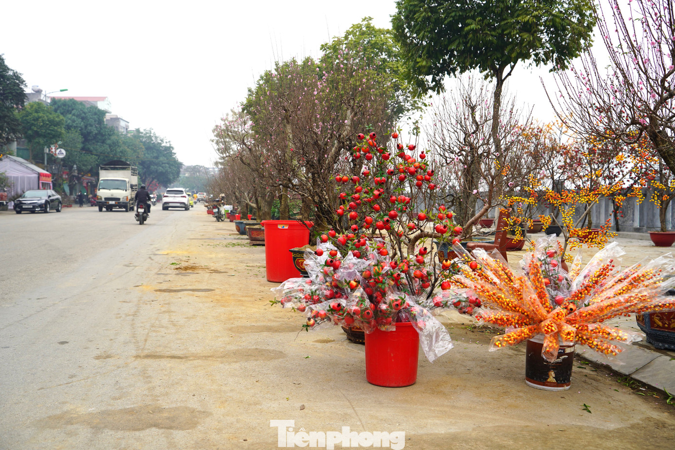 Tại đây, có đủ các loại hoa, cây cảnh để phục vụ nhu cầu mua sắm, du xuân của người dân. Từ những cánh đào phai đỏ thắm của Bắc Hà, Sa Pa đến quất của vùng Văn Giang (Hưng Yên), địa lan và nhiều loại hoa hiện đại như hoa lan, hoa ly, hoa hồng, cành lựu, đào đông... cũng được bày bán.