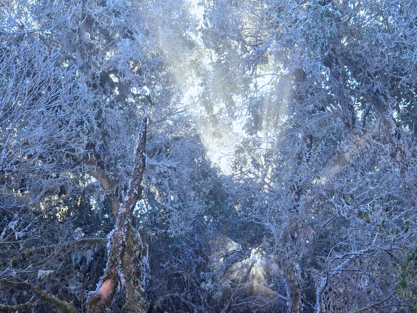 Gần trưa cùng ngày, nhiệt độ trên đỉnh Tà Xùa giảm xuống khoảng 1 độ C, thời tiết rét buốt, băng giá vẫn tiếp tục rơi. Bên cạnh lớp băng trắng xóa phủ kín cây cỏ, ánh sáng mặt trời buổi sáng xuyên qua, tạo nên những tia phản chiếu lấp lánh. Ảnh: Giàng Hạnh Phúc.