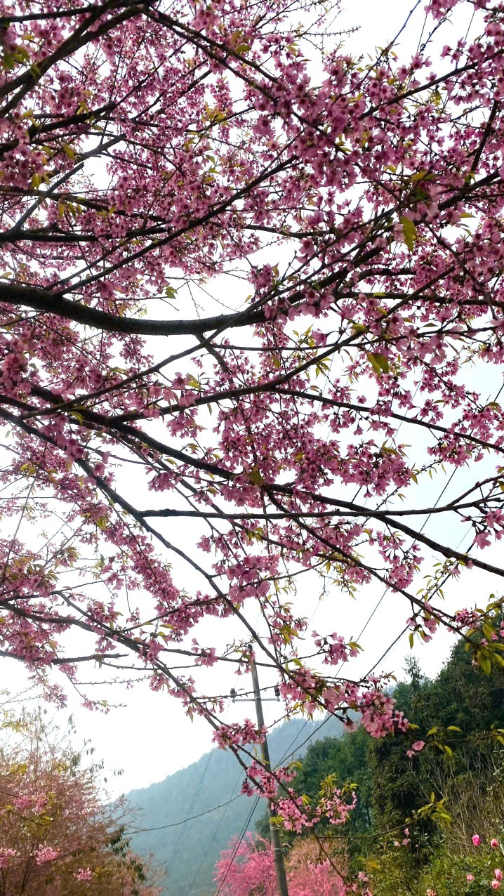 "Mỗi cảnh vật, mỗi khung trời, đều như một bức tranh sống động, khiến trái tim tôi như lạc vào một thế giới yên bình và tĩnh lặng, nơi con người có thể cảm nhận rõ rệt sự thanh thản của cuộc sống.", chị Nguyễn Thị An cho hay.