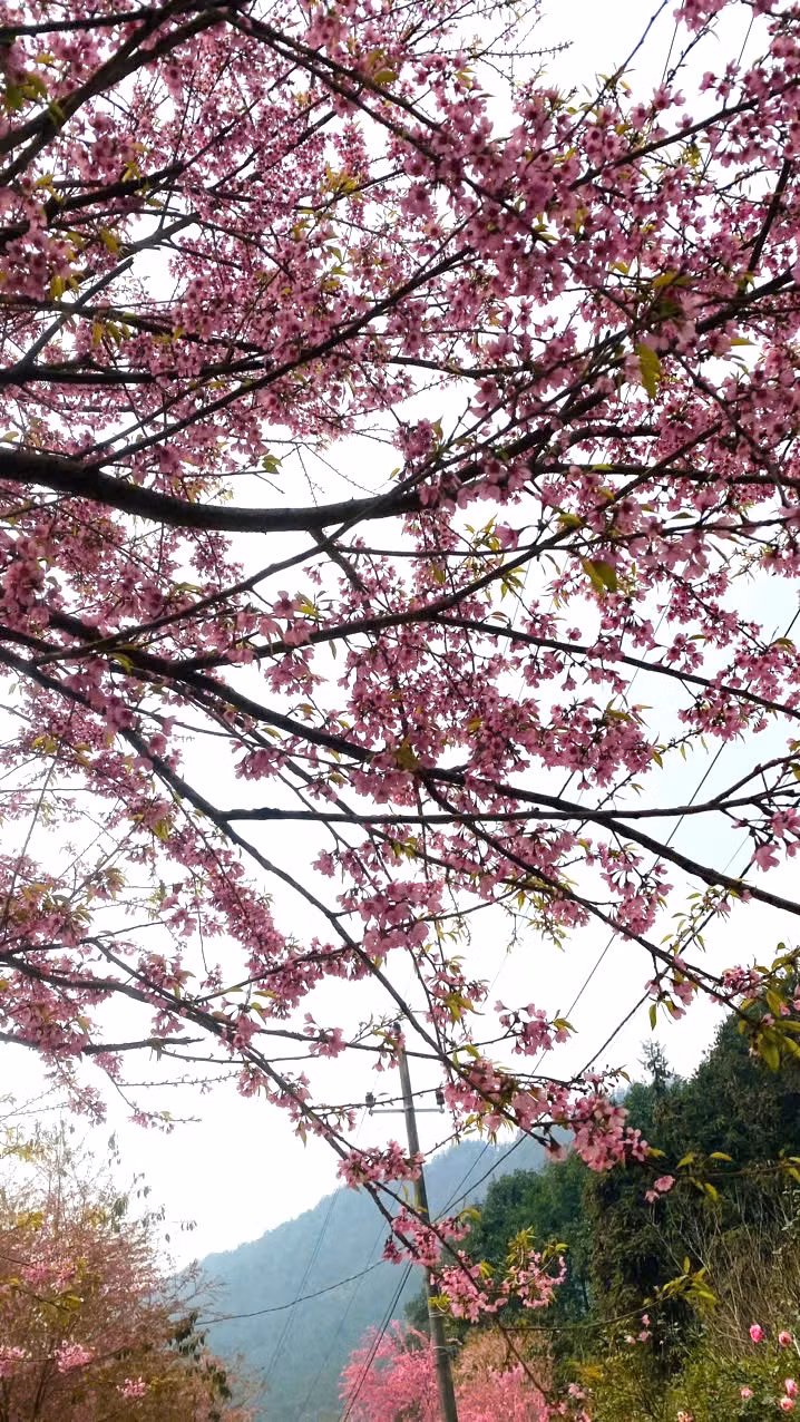 "Mỗi cảnh vật, mỗi khung trời, đều như một bức tranh sống động, khiến trái tim tôi như lạc vào một thế giới yên bình và tĩnh lặng, nơi con người có thể cảm nhận rõ rệt sự thanh thản của cuộc sống.", chị Nguyễn Thị An cho hay.