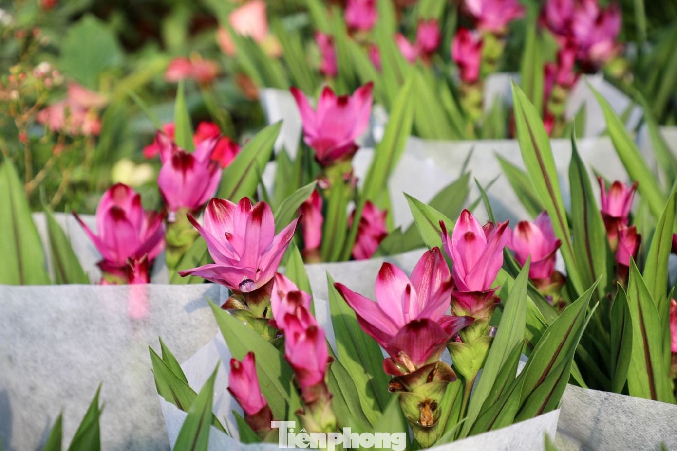 Các loại hoa nhập khẩu như hoa hồng ngoại, phong lộc hoa, hoa trà tứ quý,... cũng được nhiều người yêu hoa ưa thích.