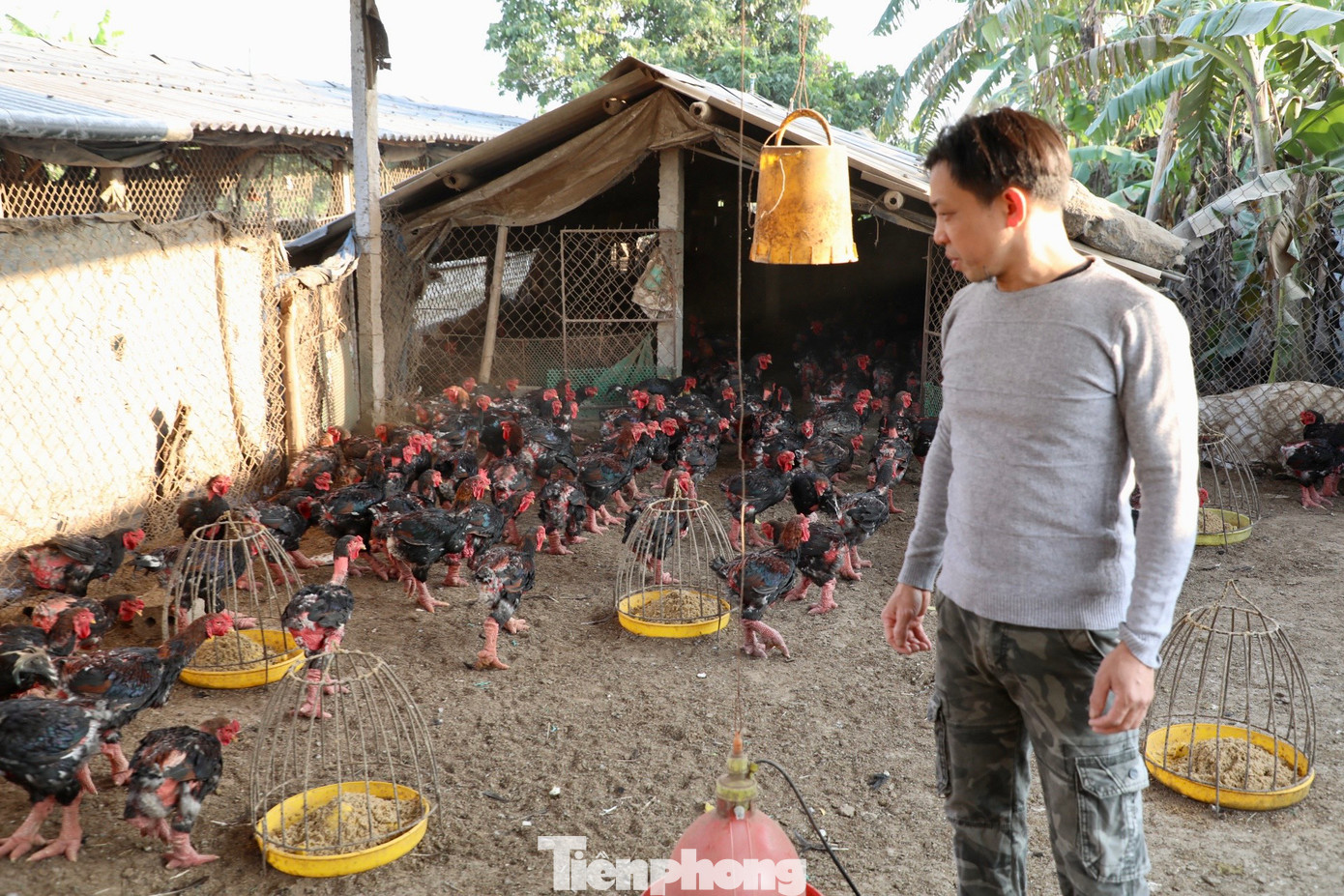 Tại xã Bình Minh, huyện Khoái Châu, hộ gia đình anh Chu Văn Nam cũng đã có gần 20 năm kinh nghiệm trong nghề chăn nuôi gà Đông Tảo. Hiện tại, gia đình anh đang nuôi khoảng 7.000 con. Tại xã Bình Minh, huyện Khoái Châu, hộ gia đình anh Chu Văn Nam cũng đã có gần 20 năm kinh nghiệm trong nghề chăn nuôi gà Đông Tảo. Hiện tại, gia đình anh đang nuôi khoảng 7.000 con.
