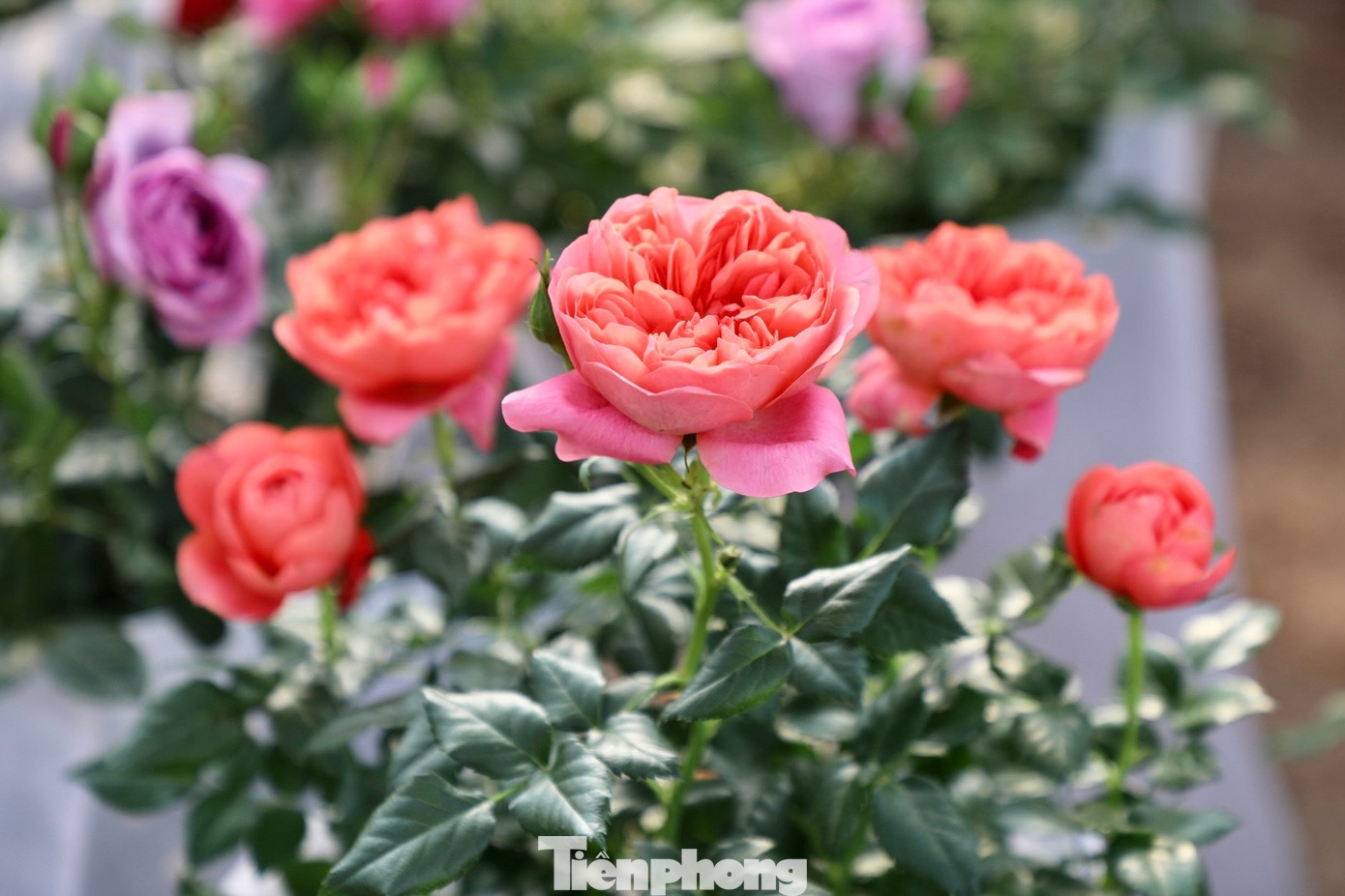 Các loại hoa nhập khẩu như hoa hồng ngoại, phong lộc hoa, hoa trà tứ quý,... cũng được nhiều người yêu hoa ưa thích.