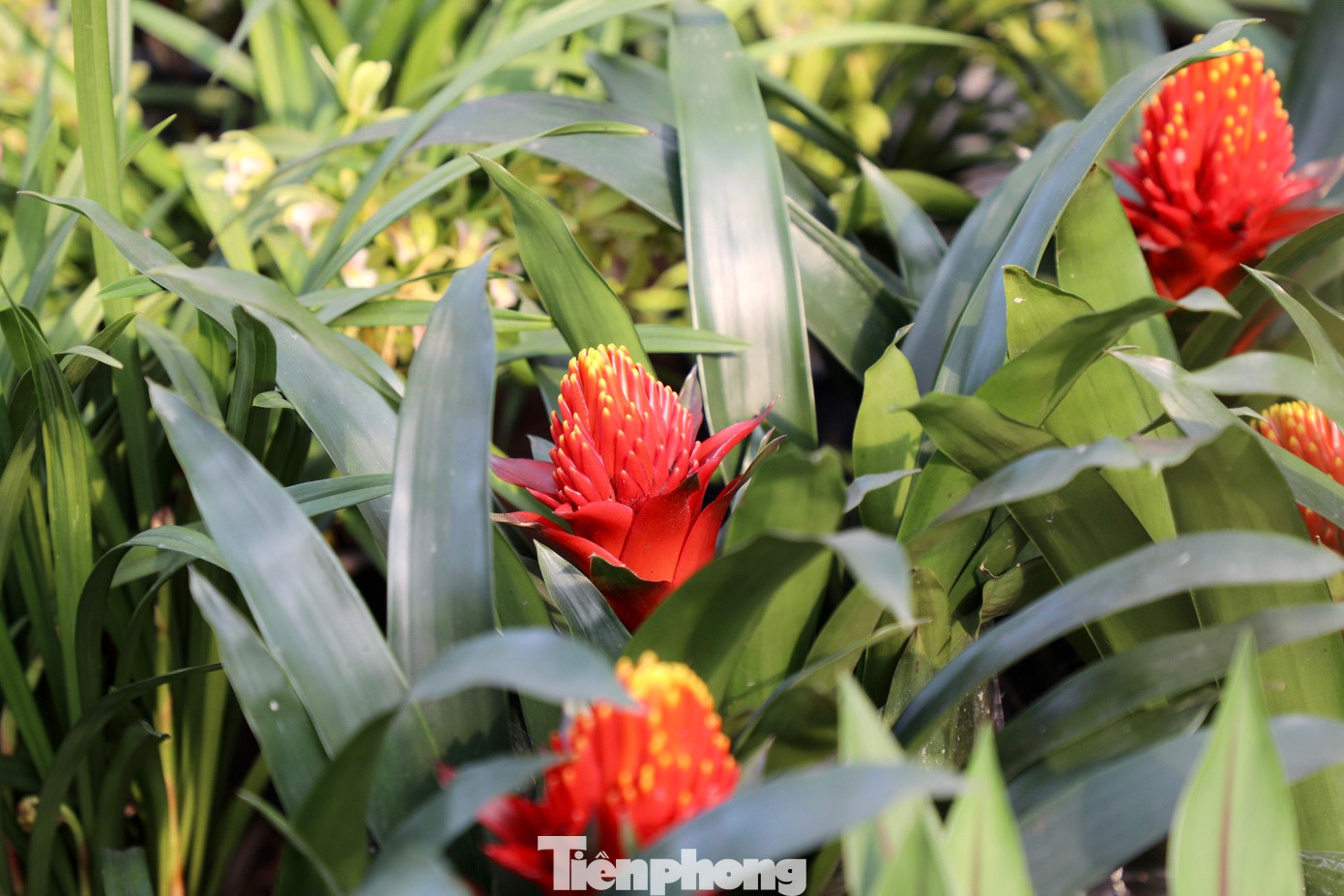 Các loại hoa nhập khẩu như hoa hồng ngoại, phong lộc hoa, hoa trà tứ quý,... cũng được nhiều người yêu hoa ưa thích.