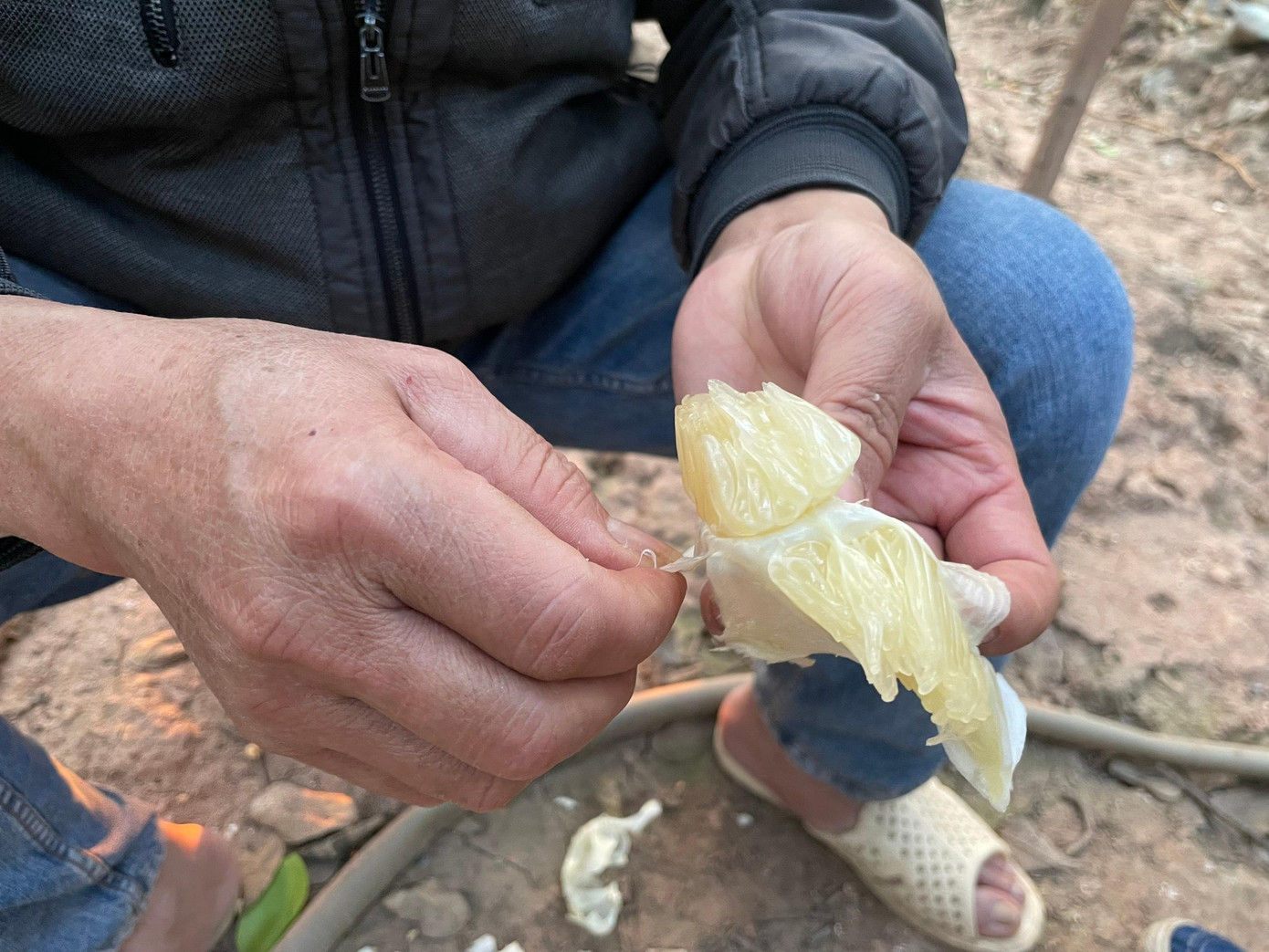 "Múi bưởi Diễn mọng nước, ăn có vị ngọt và pha chút vị đắng hơi ngăm ngăm, ăn vào thanh mát, có cảm giác như tép bưởi tan dần trong miệng", ông Mỹ chia sẻ.