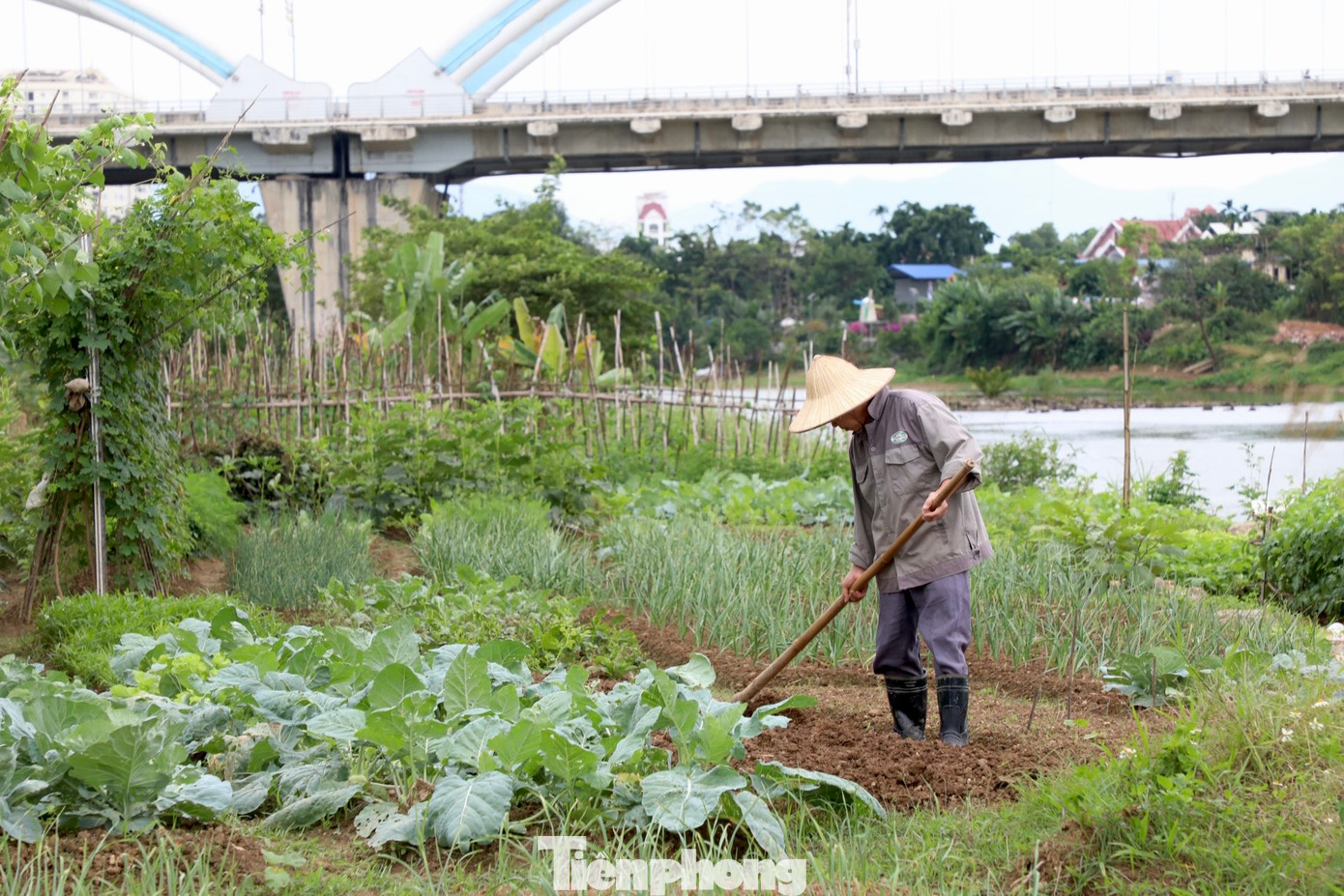 Để bớt lãng phí quỹ đất, người dân đã tận dụng để trồng rau.