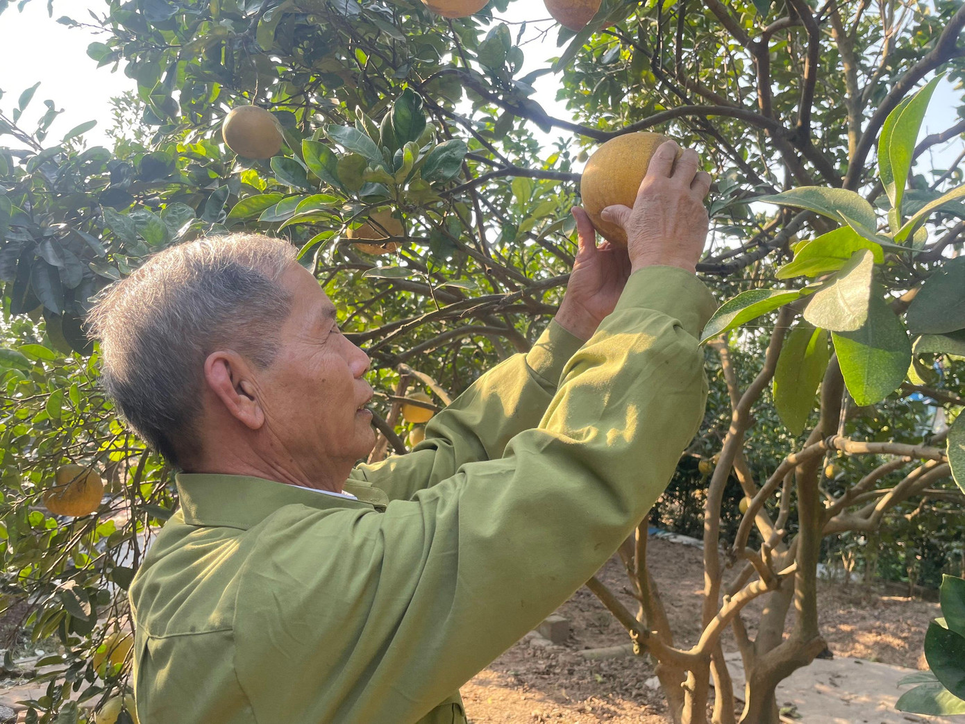 Cuối tháng 11 âm lịch, người dân ở tổ dân phố Văn Trì, phường Minh Khai (quận Bắc Từ Liêm, Hà Nội) tất bật cho mùa thu hoạch bưởi Diễn. Hiện nay, những vườn bưởi Diễn tại đây đang trĩu quả, chín vàng.