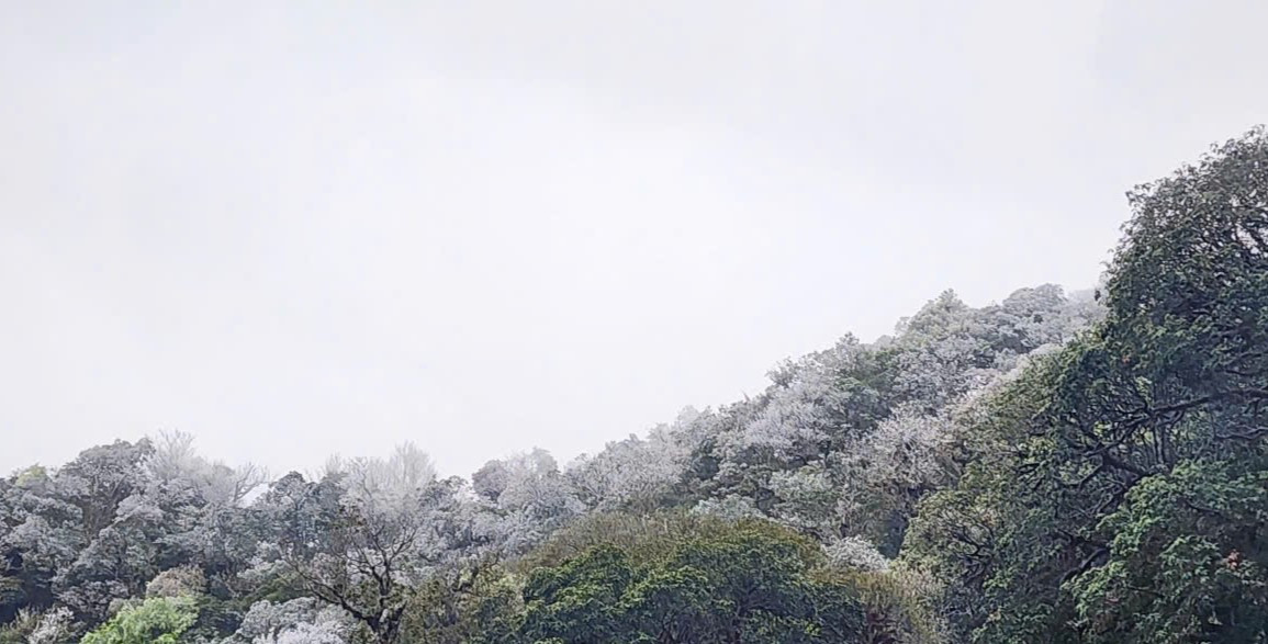 Ông Đào Viết Nghiêm - Chủ tịch UBND xã Bản Công, huyện Trạm Tấu - cho biết, tuyết thường chỉ xuất hiện từ tháng 12 năm trước đến tháng 1. Việc tuyết rơi vào thời điểm này là hiện tượng hiếm gặp, suốt 10 năm qua mới có một đợt tương tự. Tuyết rơi phủ dày khiến cảnh vật xung quanh lung linh, huyền ảo. Ảnh: NDCC.