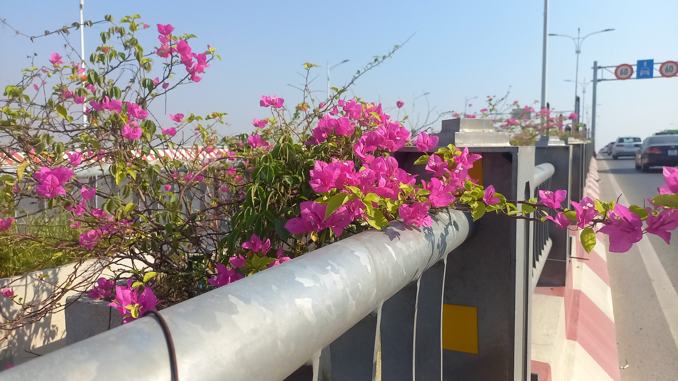 Nhiều cành mọc vươn dài, hoa nở dày đặc.