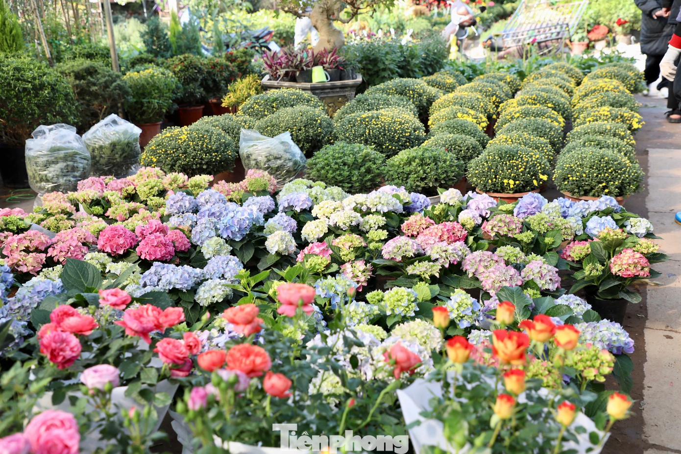 Làng hoa Xuân Quan trồng rất nhiều loại hoa, từ sản xuất trong nước đến nhập khẩu từ nước ngoài. Nổi tiếng hơn cả là các loại hoa dạ yến thảo, cúc, pháo hoa, đồng tiền, ngọc thảo, phong lữ,...