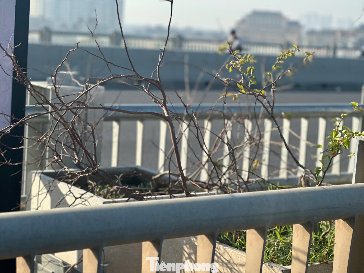 Sau khi bão đi qua, hàng hoa giấy tại đây gần như bị phá huỷ hoàn toàn, chỉ còn trơ một số cành khẳng khiu.