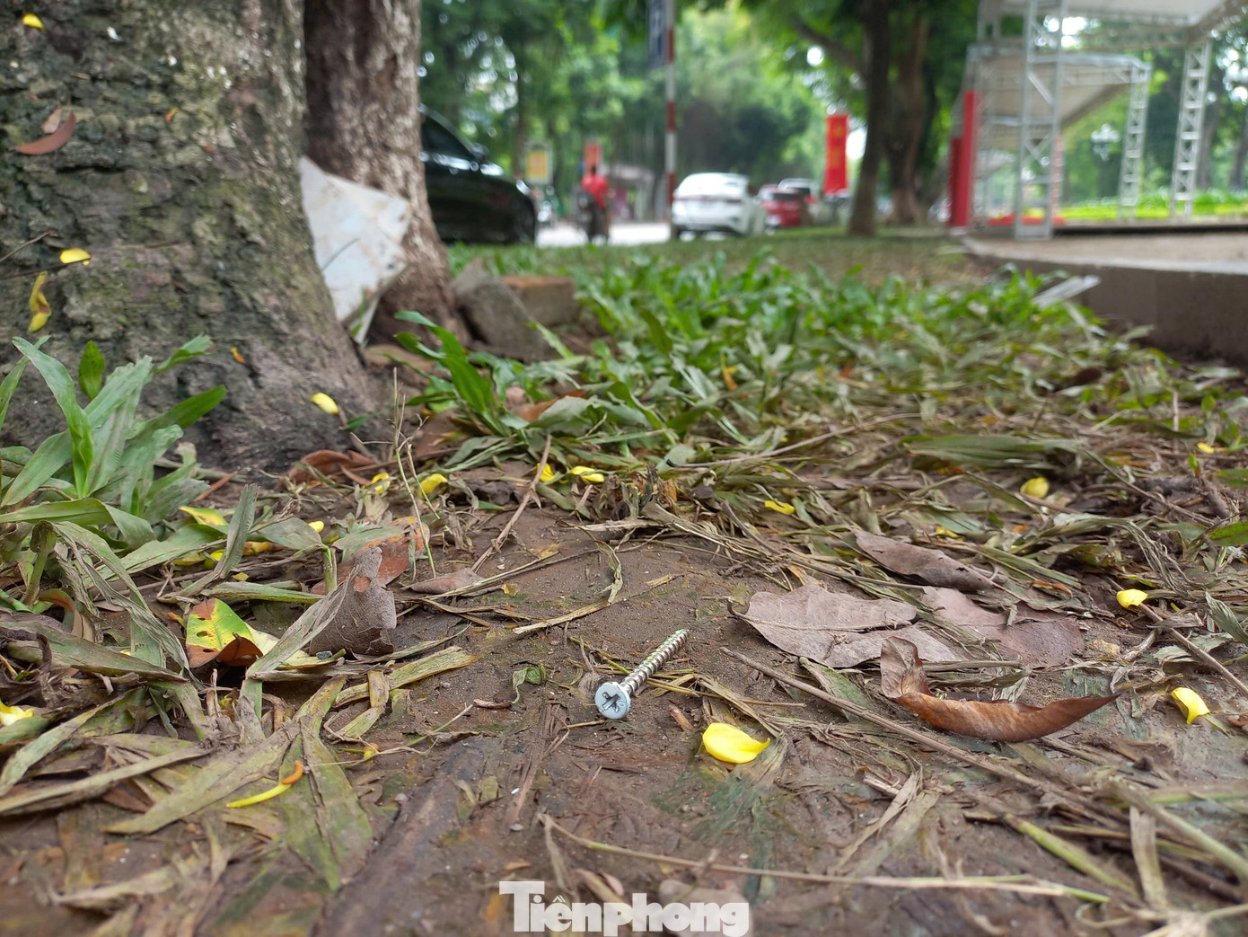 Nhiều chiếc đinh lẩn khuất trong bụi cỏ, rất khó để nhìn thấy. Nhiều chiếc đinh lẩn khuất trong bụi cỏ, rất khó để nhìn thấy.