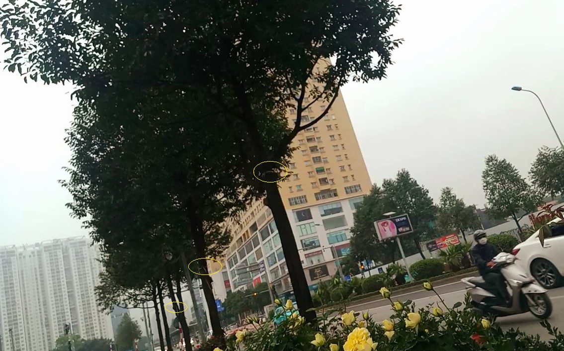 Buộc ni lông trắng vào cây để chia ô vỉa hè trên đường Tố Hữu. Buộc ni lông trắng vào cây để chia ô vỉa hè trên đường Tố Hữu.