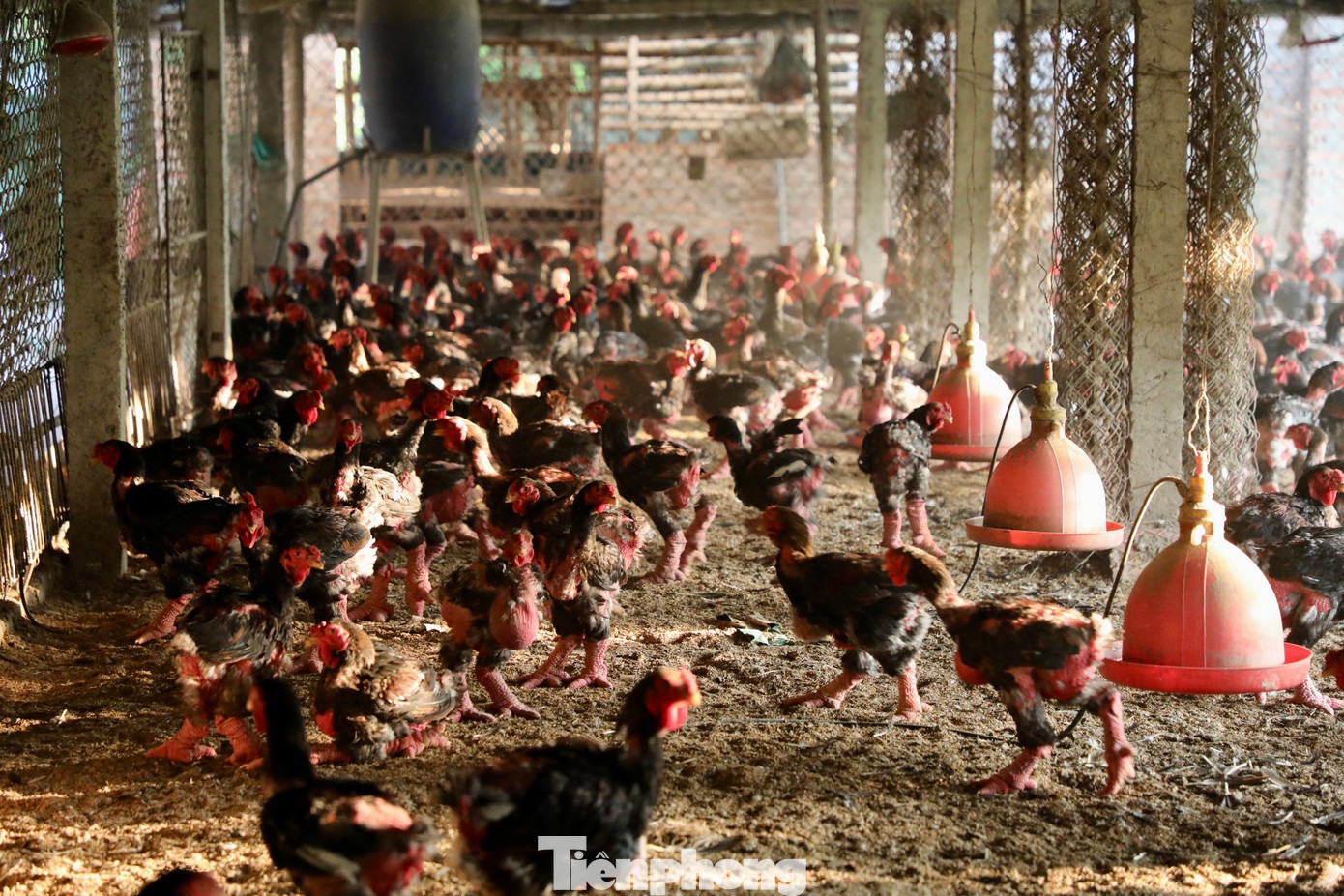 Anh Nam chia sẻ: “Tôi nuôi gà theo phương pháp hữu cơ, tạo ra cám vi sinh từ nguyên liệu tự nhiên mà không sử dụng cám công nghiệp. Đồng thời, việc sử dụng đệm lót sinh học và xử lý chất thải bằng chế phẩm sinh học đã giúp giữ cho môi trường trong chuồng luôn sạch sẽ và không ô nhiễm, cũng như hỗ trợ gà sinh trưởng, phát triển tốt". Anh Nam chia sẻ: “Tôi nuôi gà theo phương pháp hữu cơ, tạo ra cám vi sinh từ nguyên liệu tự nhiên mà không sử dụng cám công nghiệp. Đồng thời, việc sử dụng đệm lót sinh học và xử lý chất thải bằng chế phẩm sinh học đã giúp giữ cho môi trường trong chuồng luôn sạch sẽ và không ô nhiễm, cũng như hỗ trợ gà sinh trưởng, phát triển tốt".