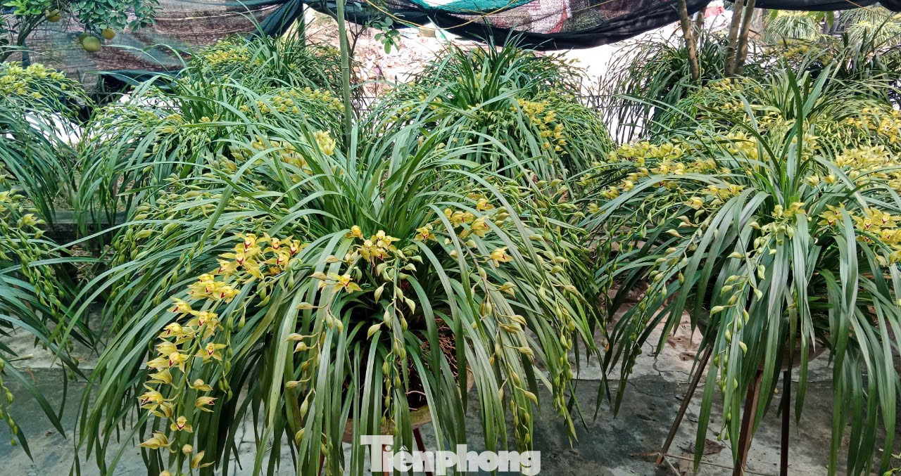 Lan Trần Mộng là loài địa lan hiếm, đẹp quyến rũ, cành và hoa cong rủ duyên dáng. Hoa lan Trần Mộng thường nở vào mùa đông sang tới đầu xuân. Với quan niệm một chậu lan nở rực rỡ, cành lá xum xuê tượng trưng cho sự no ấm và may mắn, nên rất nhiều người ưa chuộng, trưng bày trong dịp Tết nguyên đán.