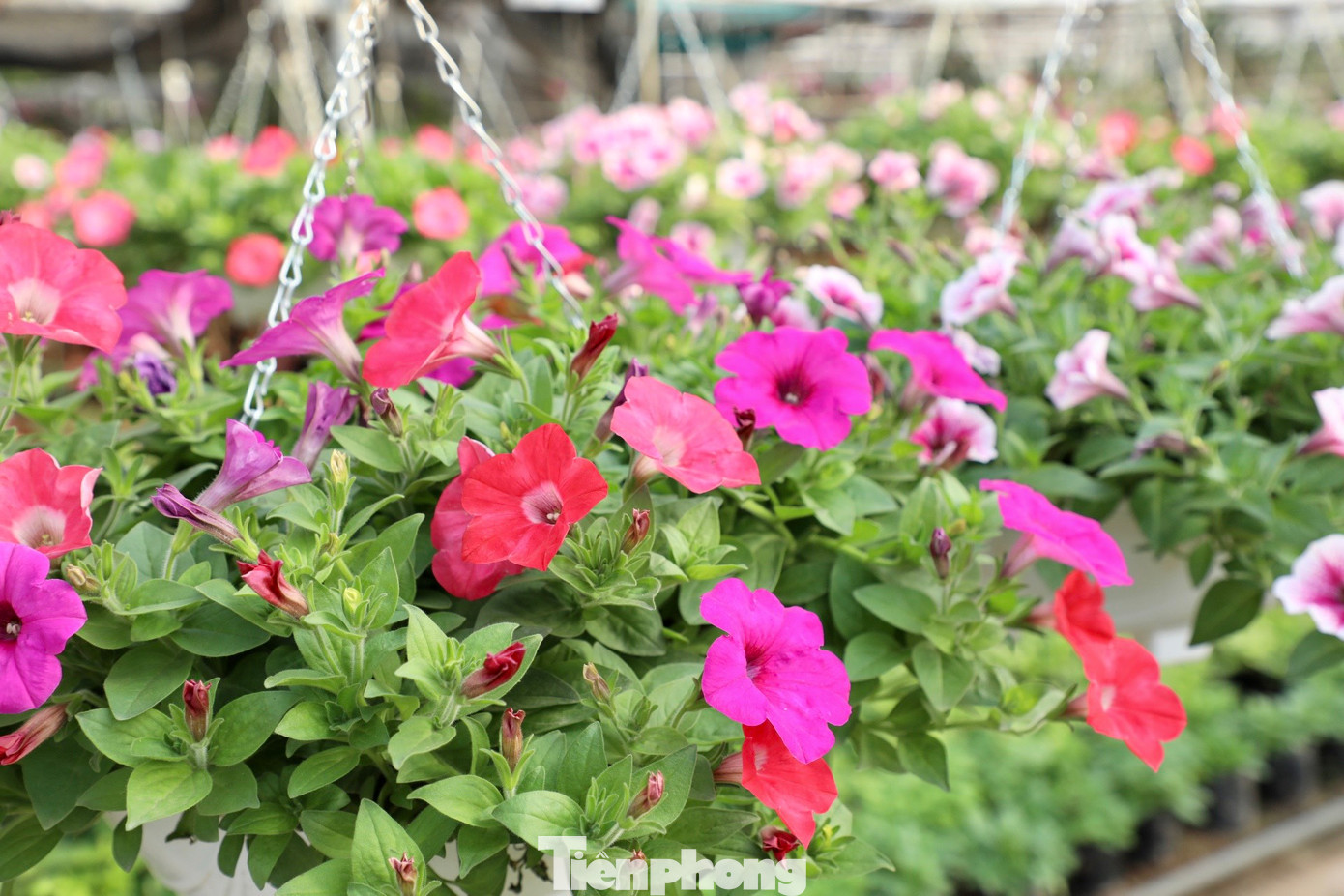 Những chậu hoa dạ yến thảo đủ màu sắc sặc sỡ, đung đưa dưới thời tiết nắng hanh hao của mùa đông. Loại hoa bình dân như dạ yến thảo được nhiều khách lựa chọn vì vừa đẹp, vừa rẻ lại chơi được lâu. Mỗi chậu hoa dạ yến thảo có giá từ 60.000 đồng.
