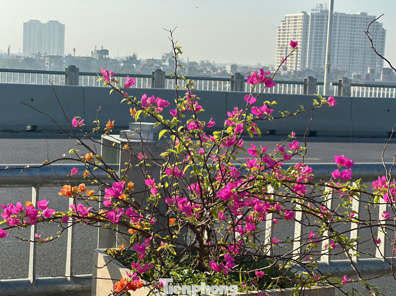 Hoa giấy có tên khoa học là Bougainvillea spectabilis. Tên mang ý nghĩa theo đặc điểm của loài hoa này, đó là nét đẹp mỏng manh nhưng kiên cường bởi sức chịu hạn tốt, cho hoa quanh năm. Hoa giấy thuộc cây thân gỗ, có thể mọc leo, vươn dài và có khả năng mọc nhanh với nhiều cành và có gai.