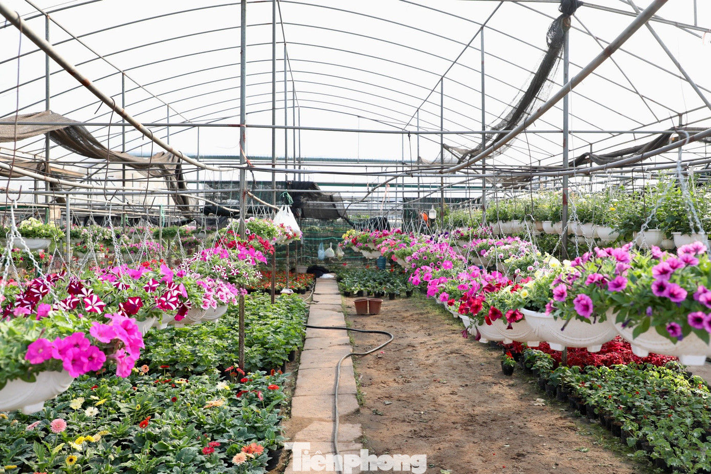 Khác biệt so với các làng hoa ở khu vực phía Bắc thường trồng theo luống, nông dân Xuân Quan trồng hoa trong chậu treo, trong bịch, đem lại hiệu quả kinh tế cao.