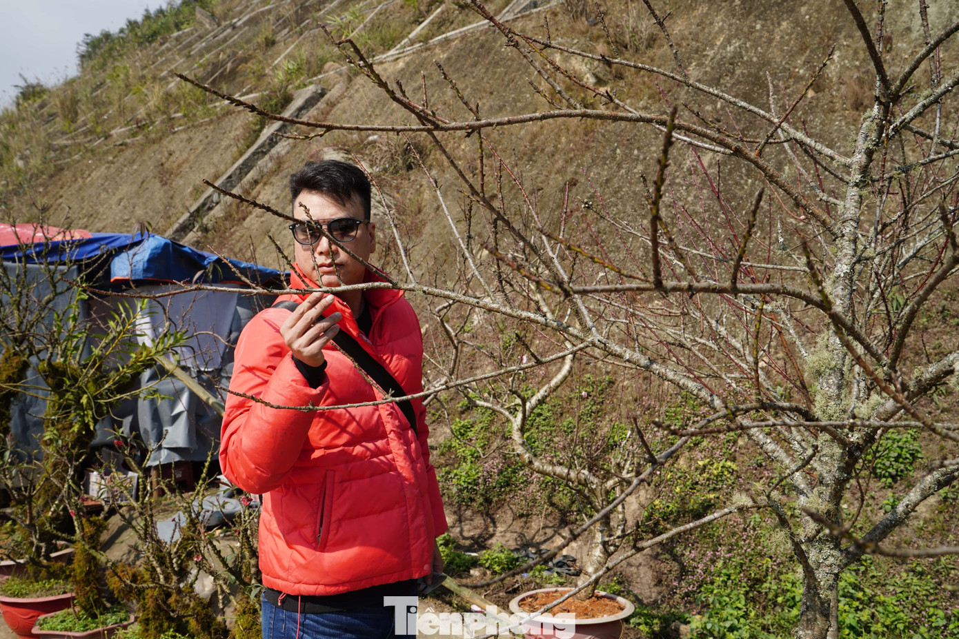 Anh Nguyễn Viết Hồng - khách xem đào - cho biết, anh lựa chọn đào Sa Pa vì thích vẻ rêu mốc tự nhiên. Ngoài ra, đào được lựa chọn phải phù hợp kích thước bày trí. Cành đào ngắn, chi chít nụ và hoa nở to đúng dịp Tết cũng là tiêu chí để anh lựa chọn.