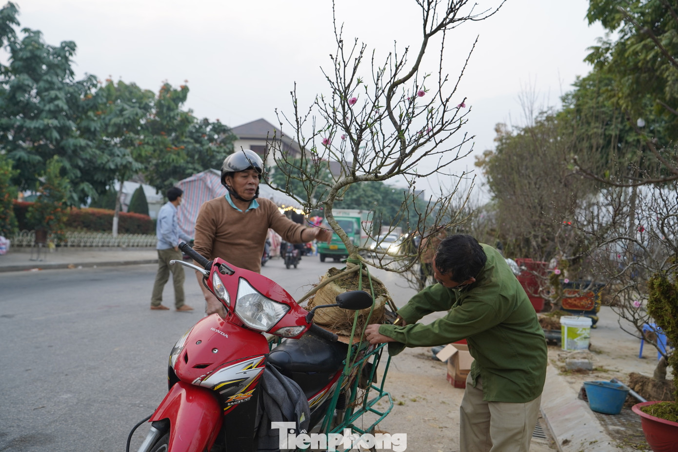 Những cây cảnh được khách chọn mua và thuê người chở về nhà.