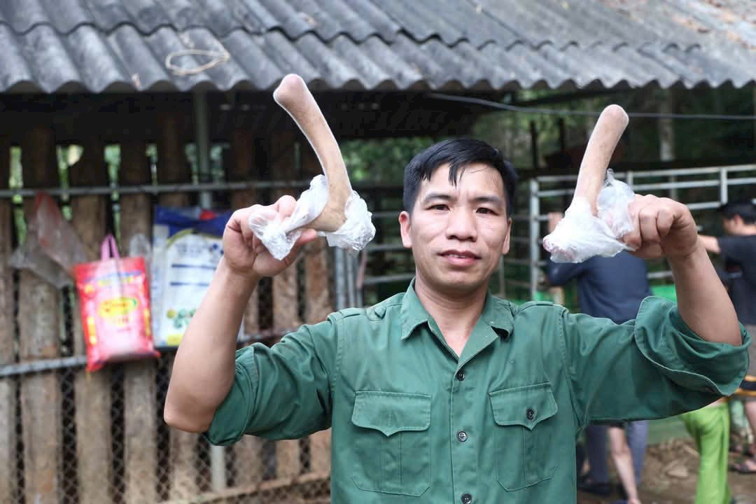Ông Nguyễn Văn Cứ, thành viên trong tổ nuôi hươu xã Phương Độ thu hoạch nhung hươu. Ông Nguyễn Văn Cứ, thành viên trong tổ nuôi hươu xã Phương Độ thu hoạch nhung hươu.