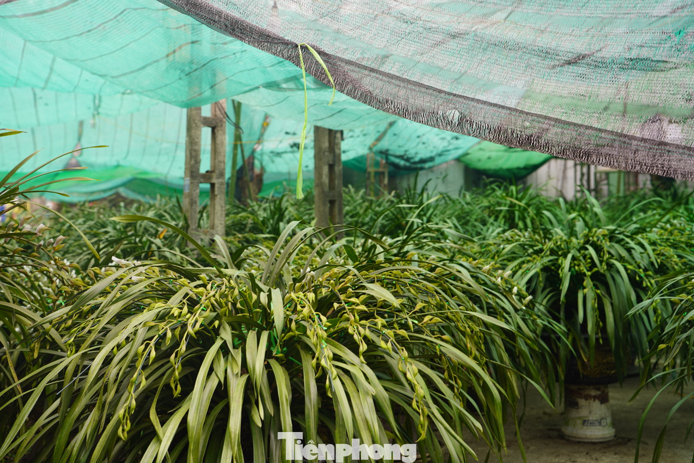 Thị xã Sa Pa - Lào Cai được coi là thủ phủ của hoa địa lan quý. Những ngày này, địa lan Trần Mộng được người trồng đưa từ vùng cao Sa Pa xuống Cốc San (thành phố Lào Cai, Lào Cai) bày bán, giữ ấm để hoa nở đúng dịp Tết.