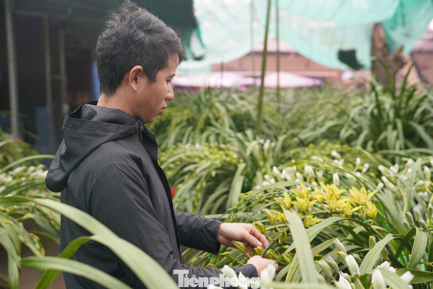 Khách qua ngắm hoa địa lan Trần Mộng. Hoa địa lan Trần Mộng Sa Pa được nhiều người tiêu dùng có thu nhập cao chọn mua chơi Tết hoặc làm quà tặng vì hoa đẹp, hoa nở 2, 3 tháng mới tàn và có hương thơm nhẹ nhàng rất quyến rũ.