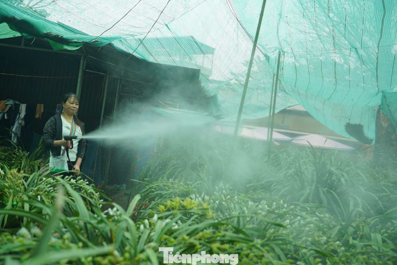 Lan Trần Mộng ưa độ ẩm cao, nên phải tưới nước thường xuyên.