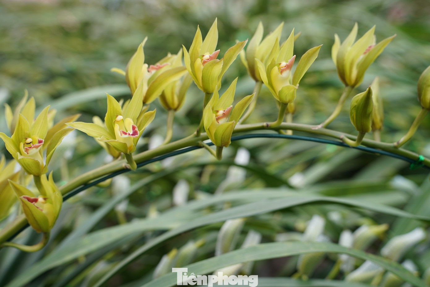 Địa lan Trần Mộng có các màu sắc như vàng chanh, xanh lơ, xanh ngọc, trong đó màu xanh ngọc được ví như sắc ngọc bích quý hiếm.