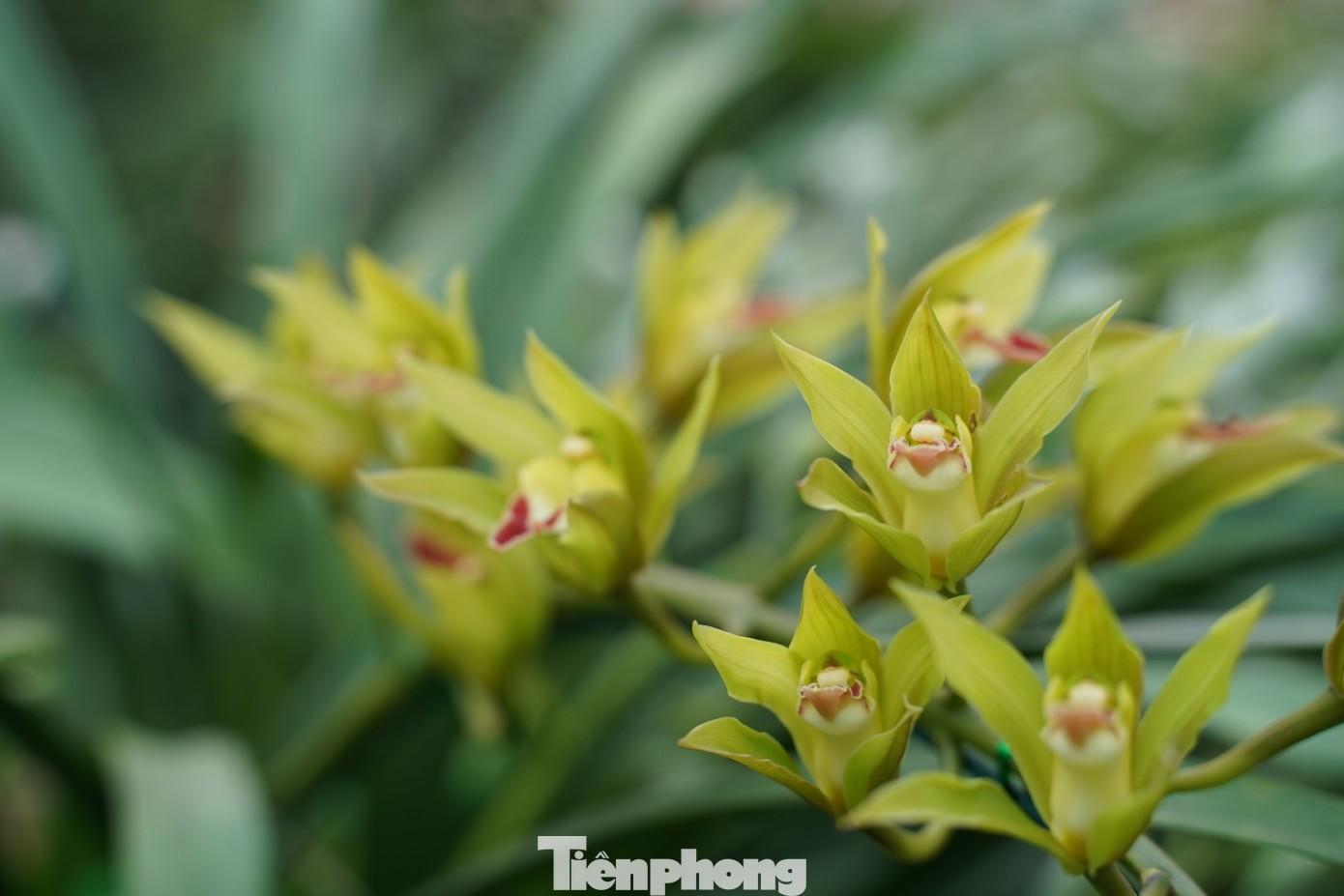 Địa lan Trần Mộng có các màu sắc như vàng chanh, xanh lơ, xanh ngọc, trong đó màu xanh ngọc được ví như sắc ngọc bích quý hiếm.