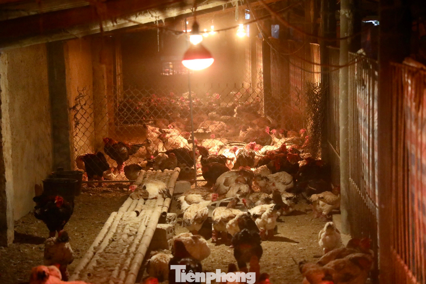 Chuồng trại nuôi gà của gia đình anh được thiết kế theo hướng bán chăn thả. "Tôi phải cải tạo, thiết kế nền chuồng với lớp trấu dày hơn và 2 lớp bạt bọc kín chuồng, đảm bảo không mưa tạt, gió lùa, ẩm ướt. Hệ thống đèn hồng ngoại bật xuyên ngày đêm để giữ nhiệt độ ấm cho chuồng, gà trong suốt mùa đông”, anh Thắng chia sẻ. Chuồng trại nuôi gà của gia đình anh được thiết kế theo hướng bán chăn thả. "Tôi phải cải tạo, thiết kế nền chuồng với lớp trấu dày hơn và 2 lớp bạt bọc kín chuồng, đảm bảo không mưa tạt, gió lùa, ẩm ướt. Hệ thống đèn hồng ngoại bật xuyên ngày đêm để giữ nhiệt độ ấm cho chuồng, gà trong suốt mùa đông”, anh Thắng chia sẻ.