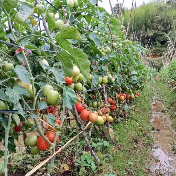 Mô hình cà chua bi giúp thu về trên 300 triệu đồng/ năm của chàng trai mồ côi tại huyện Mù Cang Chải, tỉnh Yên Bái. Mô hình cà chua bi giúp thu về trên 300 triệu đồng/ năm của chàng trai mồ côi tại huyện Mù Cang Chải, tỉnh Yên Bái.