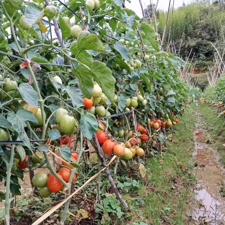 Mô hình cà chua bi giúp thu về trên 300 triệu đồng/ năm của chàng trai mồ côi tại huyện Mù Cang Chải, tỉnh Yên Bái. Mô hình cà chua bi giúp thu về trên 300 triệu đồng/ năm của chàng trai mồ côi tại huyện Mù Cang Chải, tỉnh Yên Bái.
