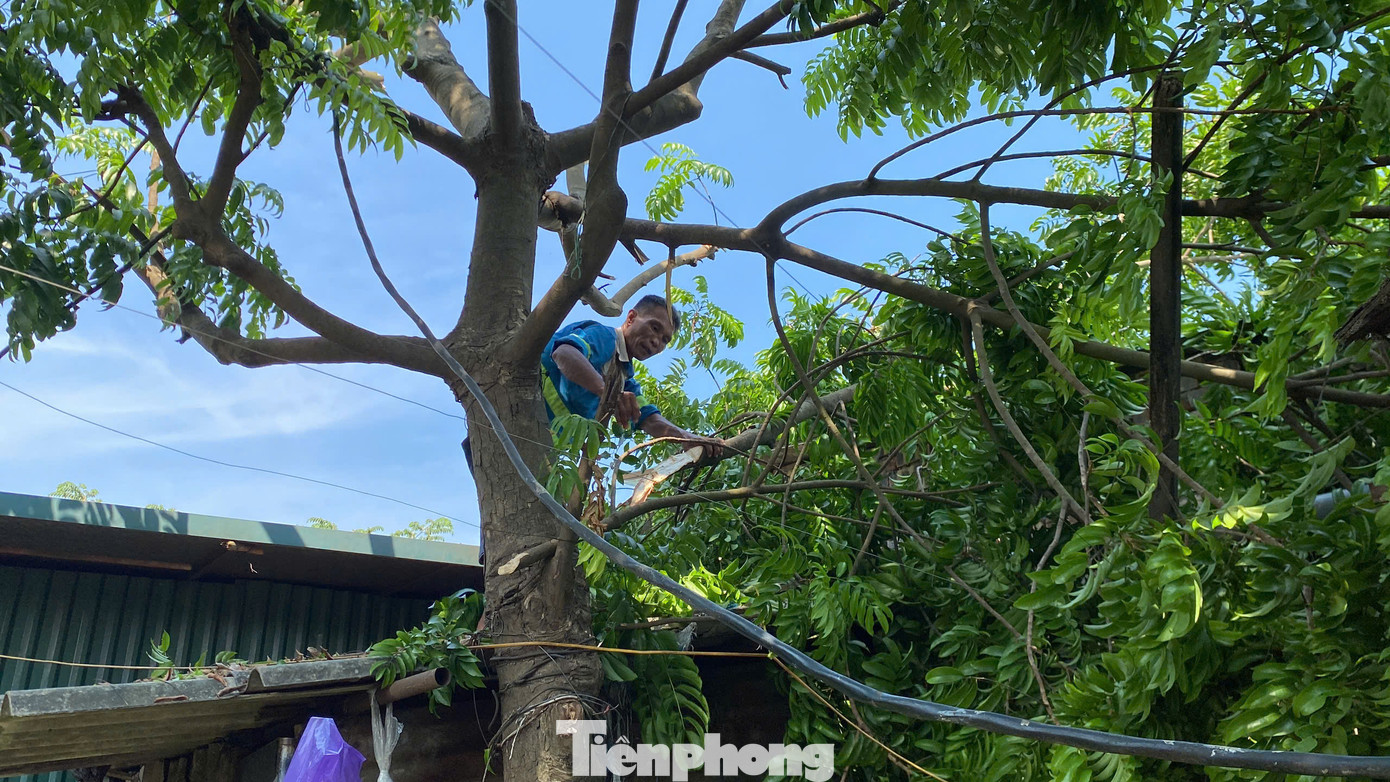 Người dân ven sông Hồng chặt cây, ứng phó trước siêu bão Yagi.