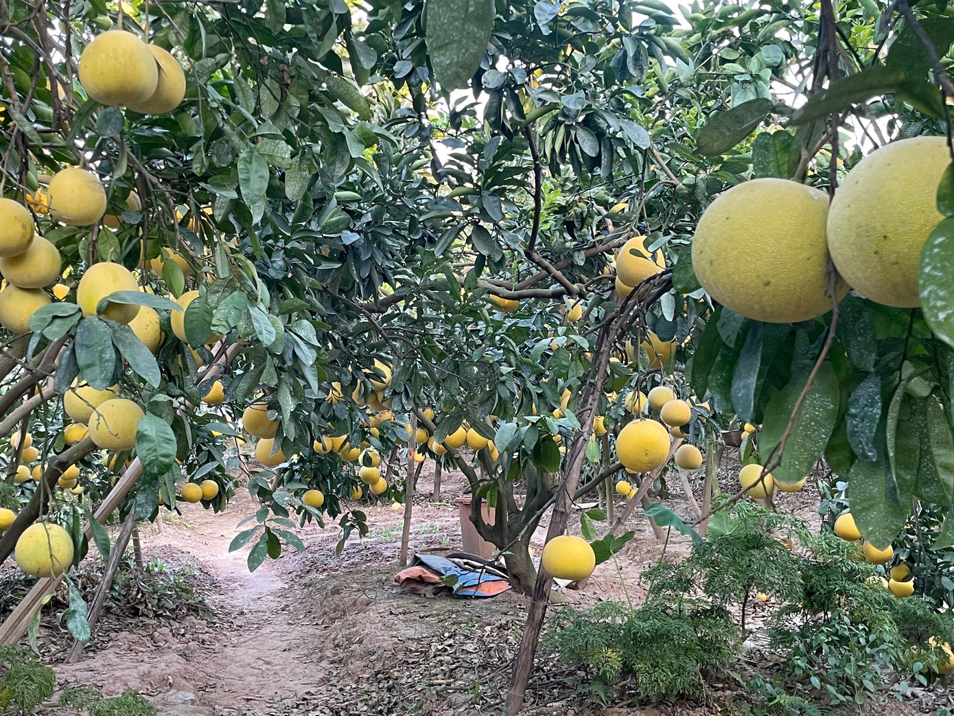 Bưởi bán tháng mười có giá khoảng 25 đến 35 nghìn đồng/quả.