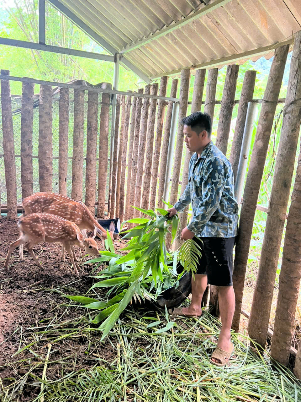 Mô hình chăn nuôi hươu của anh Nguyễn Văn Trụ tại xã Phương Độ, TP Hà Giang. Mô hình chăn nuôi hươu của anh Nguyễn Văn Trụ tại xã Phương Độ, TP Hà Giang.