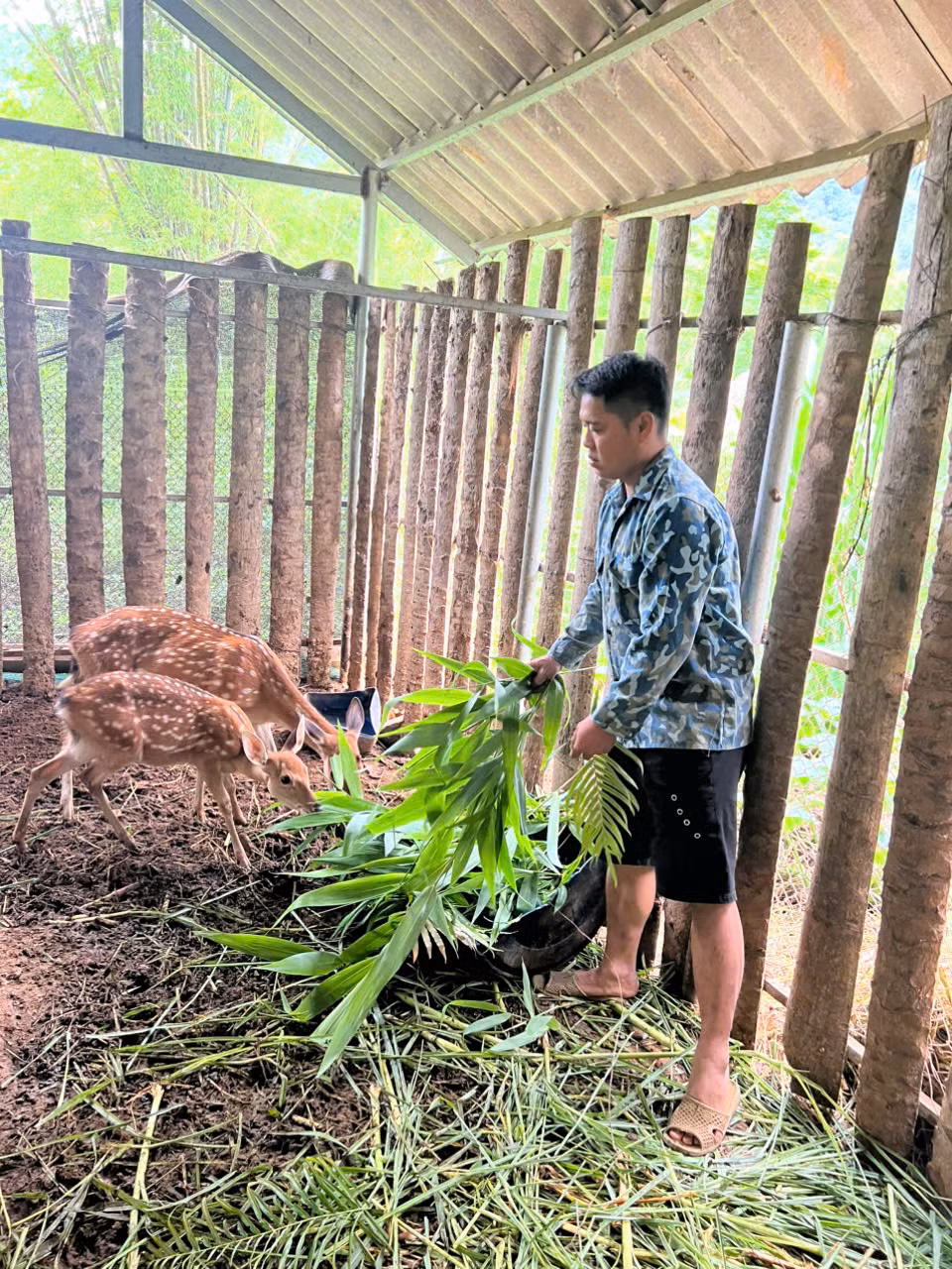 Mô hình chăn nuôi hươu của anh Nguyễn Văn Trụ tại xã Phương Độ, TP Hà Giang. Mô hình chăn nuôi hươu của anh Nguyễn Văn Trụ tại xã Phương Độ, TP Hà Giang.