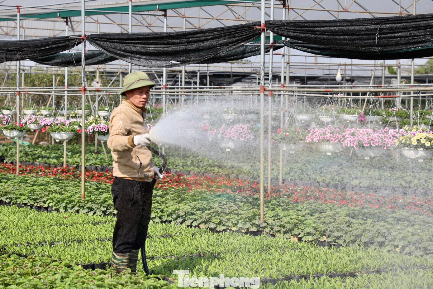 Những cánh đồng hoa rộng mênh mông, bát ngát. Anh Hoàn, chủ nhà vườn Hoàn Lụa, có diện tích hơn 1 mẫu ruộng trồng hoa tại Xuân Quan chia sẻ: "Tôi thấy thời tiết năm nay khá thuận lợi cho trồng hoa. Lạnh nhưng có nắng hanh thì cây vẫn phát triển tốt, nhất là hoa dạ yến thảo, rất ưa nắng hanh. Chỉ mong mưa thuận gió hoà, thời tiết thuận lợi để hoa nở đẹp và được giá".