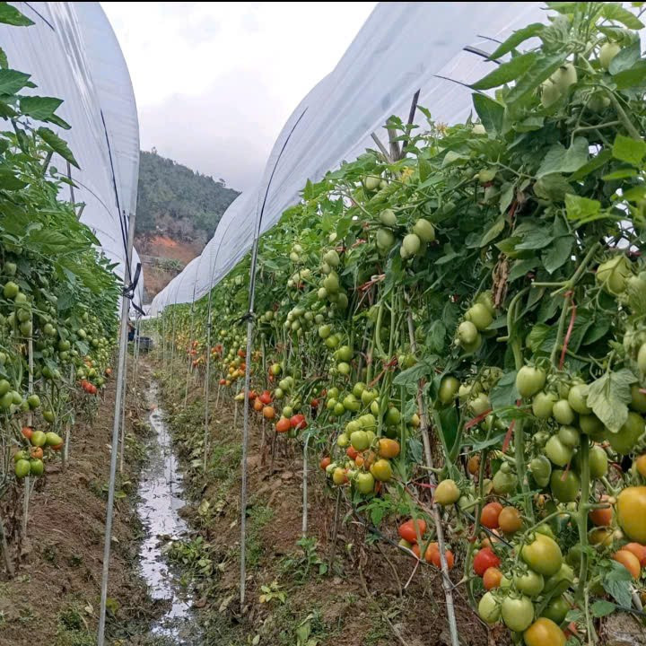 Mô hình cà chua bi giúp thu về trên 300 triệu đồng/ năm của chàng trai mồ côi tại huyện Mù Cang Chải, tỉnh Yên Bái. Mô hình cà chua bi giúp thu về trên 300 triệu đồng/ năm của chàng trai mồ côi tại huyện Mù Cang Chải, tỉnh Yên Bái.