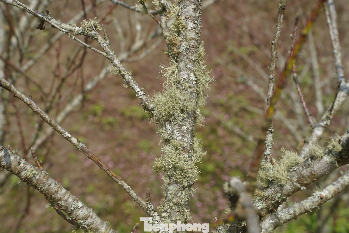 Rêu, mốc tự nhiên trên thân cây càng nhiều, càng chứng tỏ cây có tuổi đời càng dài.
