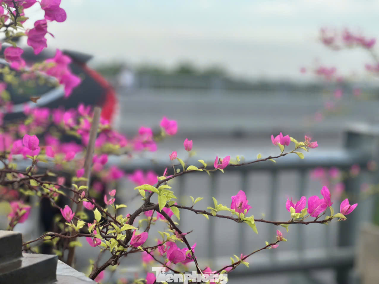 Những chồi non, hoa mới mọc.