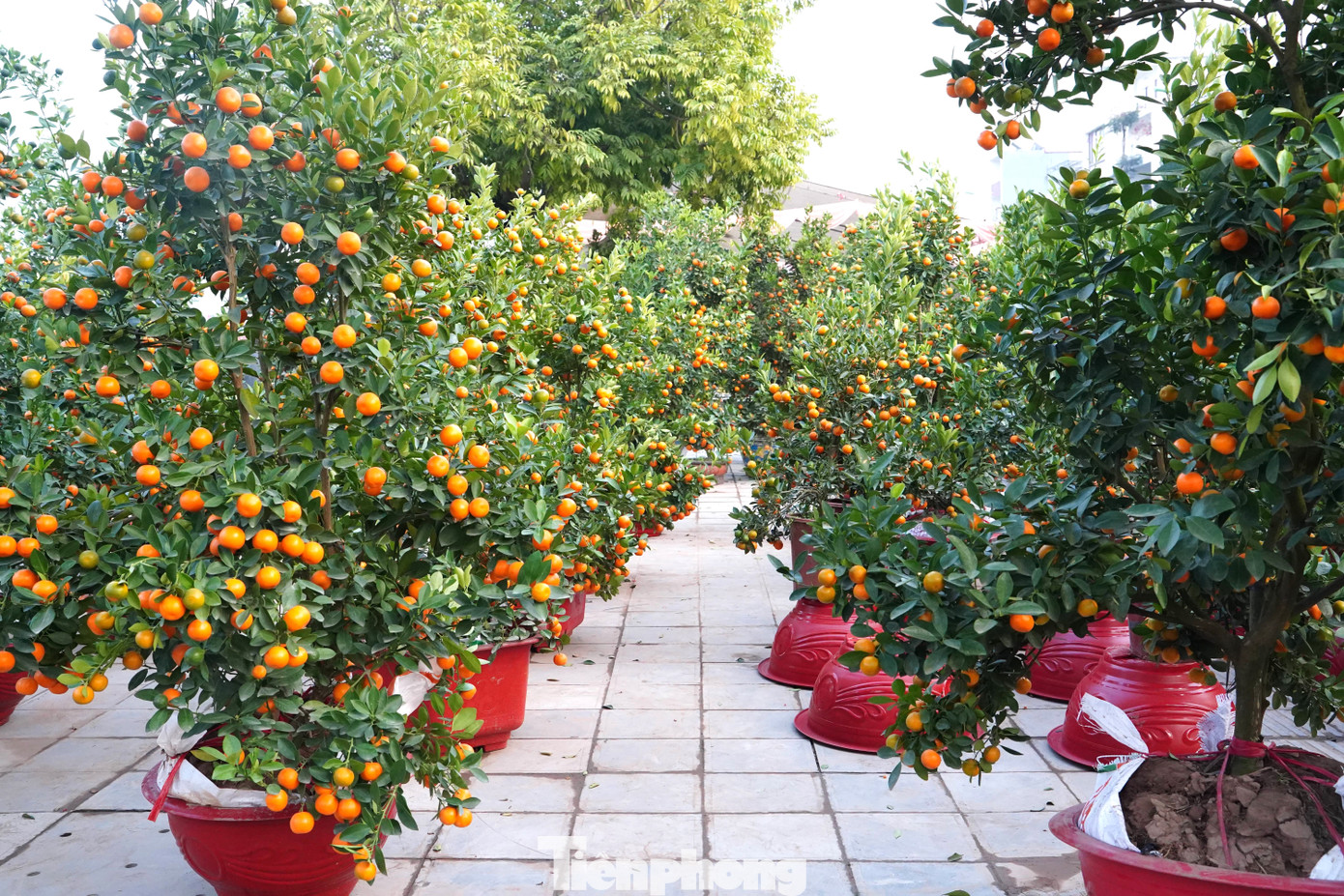 Cách đó một đoạn, điểm bán quất của anh Dương Quang Thanh, 60 tuổi, được bày chật kín. Các cây quất được anh Thanh nhập từ vườn ở Văn Giang (Hưng Yên). Có giá bán dao động từ 800 nghìn đồng đến hơn 2 triệu đồng/cây.