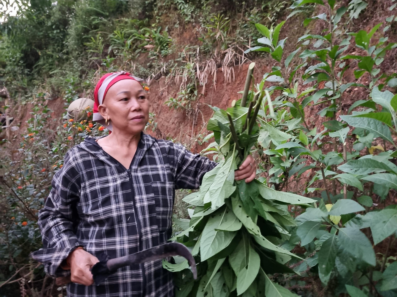 Trong ảnh là bà Chảo Cói Mẩy - thầy lang có tiếng của người Dao, ở thôn Sài Duẩn, xã Phìn Ngan, huyện Bát Xát, Lào Cai. Hiện bà là một trong số ít người am hiểu về thuốc tắm người Dao đỏ.