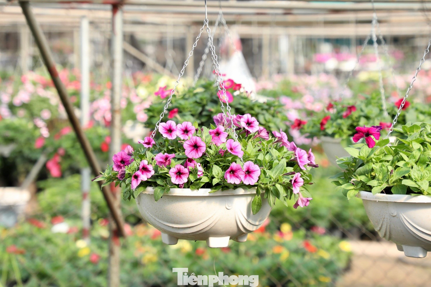 Những chậu hoa dạ yến thảo đủ màu sắc sặc sỡ, đung đưa dưới thời tiết nắng hanh hao của mùa đông. Loại hoa bình dân như dạ yến thảo được nhiều khách lựa chọn vì vừa đẹp, vừa rẻ lại chơi được lâu. Mỗi chậu hoa dạ yến thảo có giá từ 60.000 đồng.