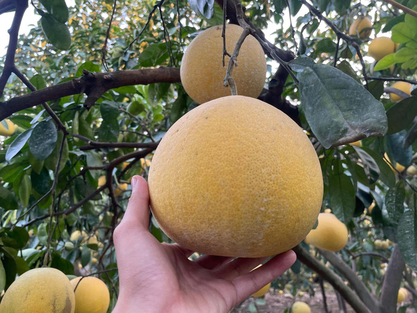 Bưởi tết có màu vàng cam đậm hơn, nặng từ 7 lạng đến 1kg/quả; bưởi chắc và mỏng cùi. Bưởi Diễn ngon nhất khi được thu hoạch từ những cây trên 10 năm tuổi. Theo các chủ vườn bưởi, hầu hết các cây lâu năm, khách đều đặt mua từ trước. Bưởi Diễn có thể để được 3 đến 4 tháng; thậm chí, vỏ bưởi thâm nhưng vị ngọt và thanh của bưởi vẫn giữ nguyên.