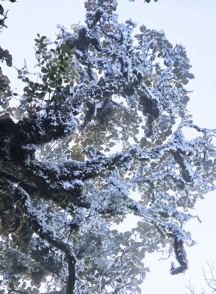 Theo dự báo từ đài khí tượng thủy văn, nhiệt độ tại đỉnh Tà Xùa khoảng 1 độ C vào lúc 11h trưa ngày 19/3. Ảnh: Giàng Hạnh Phúc.