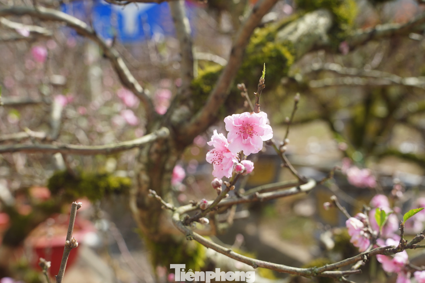 Nhờ sử dụng biện pháp kỹ thuật, đào nở ra những bông hoa cánh kép, bông to, cánh dày, nhiều cánh, màu hồng nhạt, độ bền hoa trên cành có thể lên đến 10 ngày. Khách hàng quen thuộc với vẻ đẹp của những gốc đào cổ cuốn rêu Sa Pa thường đặt cây từ sớm. Đến thời điểm này, nhiều cây đã có người chọn và đánh số sẵn, chờ chuyển xuống cho khách vào những ngày cận Tết.