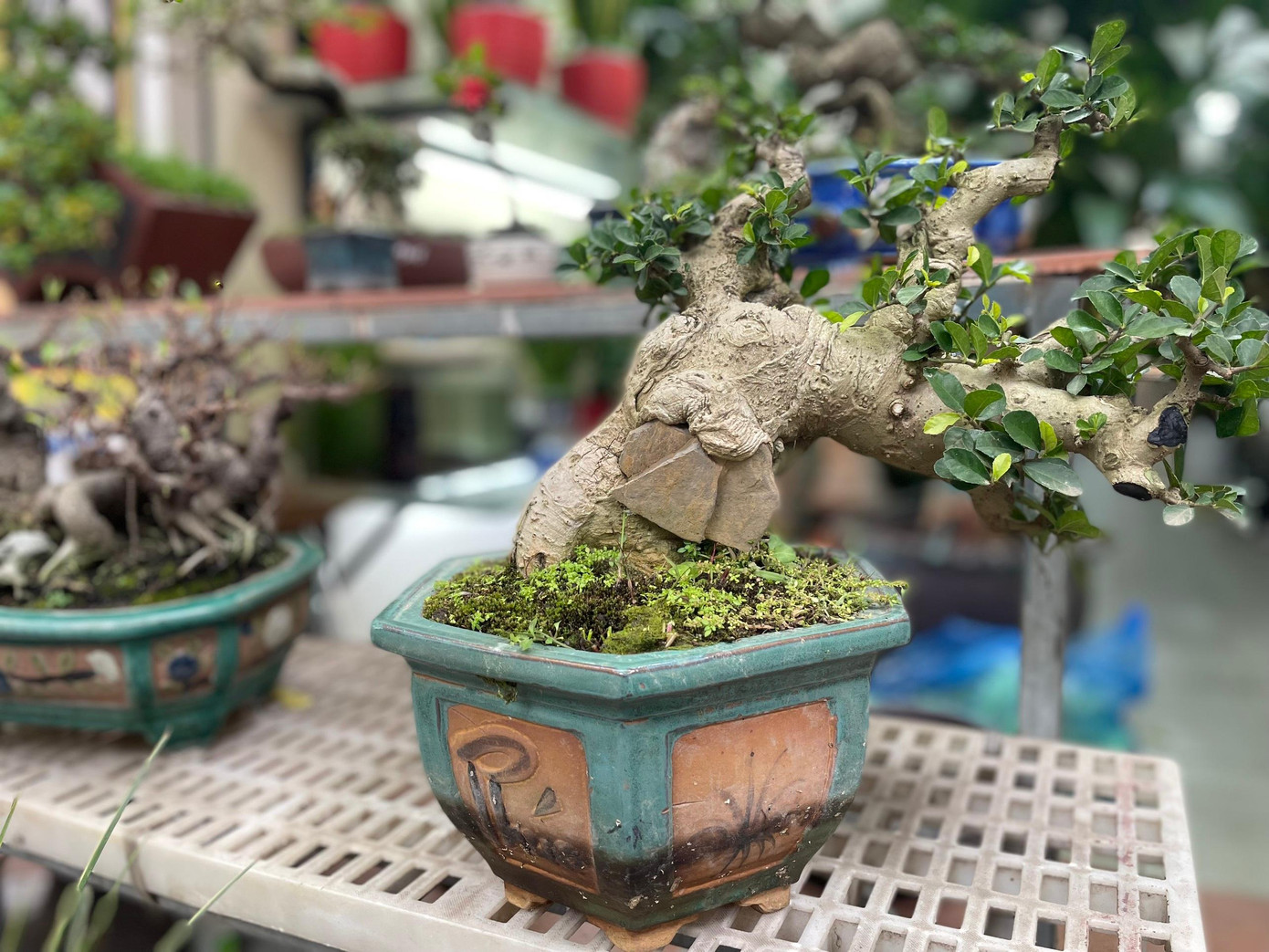 Một cây bon sai được khai thác từ suối về, rễ cây mọc lâu năm ôm trọn vào đá nhìn khá đặc biệt.