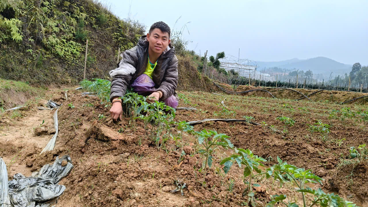 Anh Giàng A Giống trồng vụ cà chua trên mảnh đất mới Anh Giàng A Giống trồng vụ cà chua trên mảnh đất mới