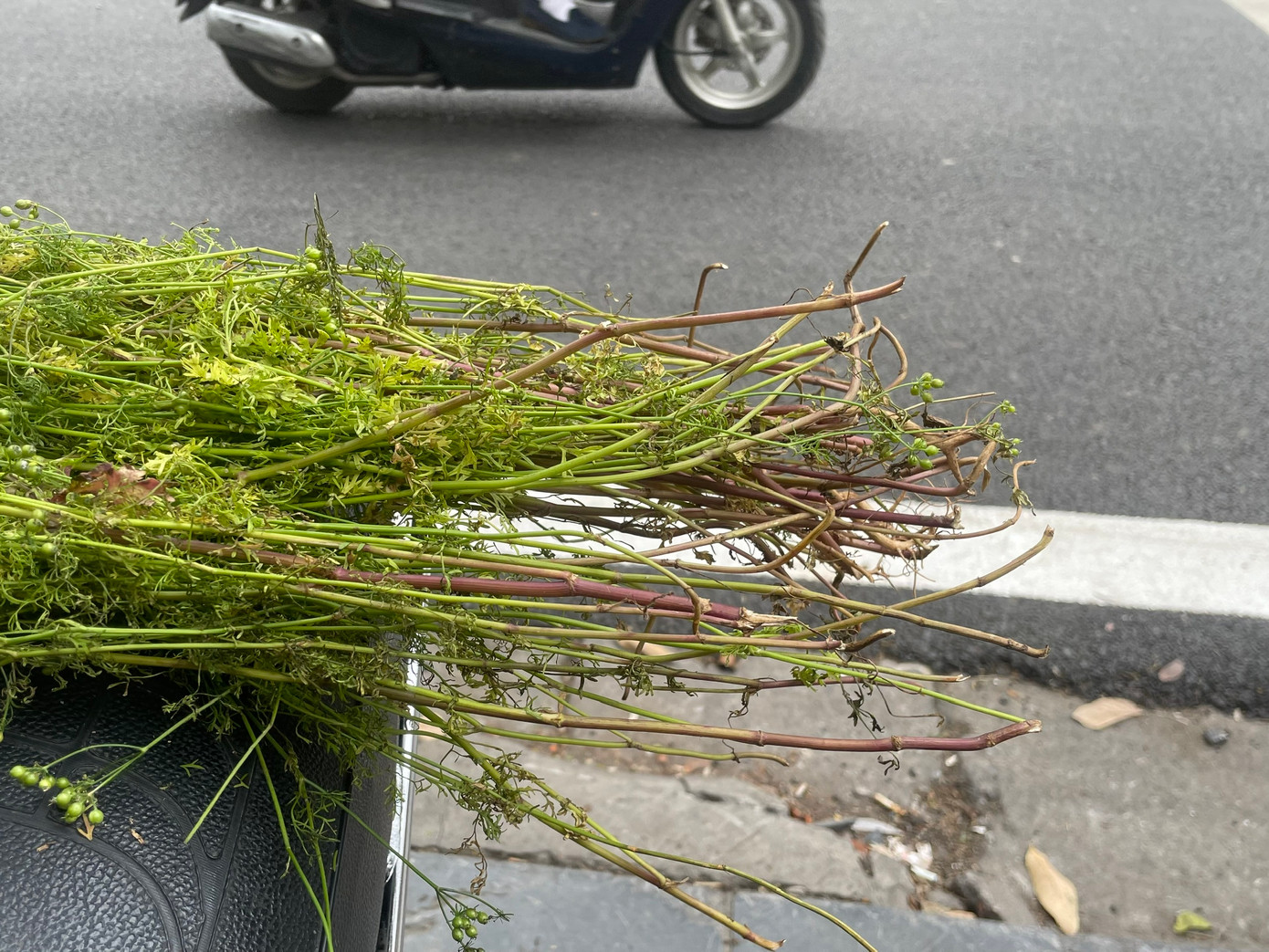 Mùi dùng để tắm thường là những cây già, đã trổ hoa, kết trái, rễ cây chuyển sang màu nâu tía. Mùi già trước khi đun được làm sạch rễ, không để nát lá, đun sôi kỹ trước khi tắm sẽ tạo mùi hương dễ chịu, thoải mái.